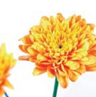 files/blumen/chrysantheme.jpg